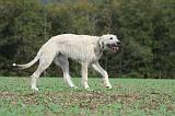 IRISH WOLFHOUND 174